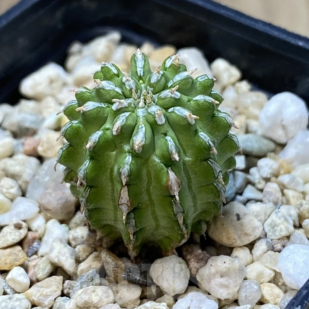 SHPR40105 Euphorbia sepulta - Image 2