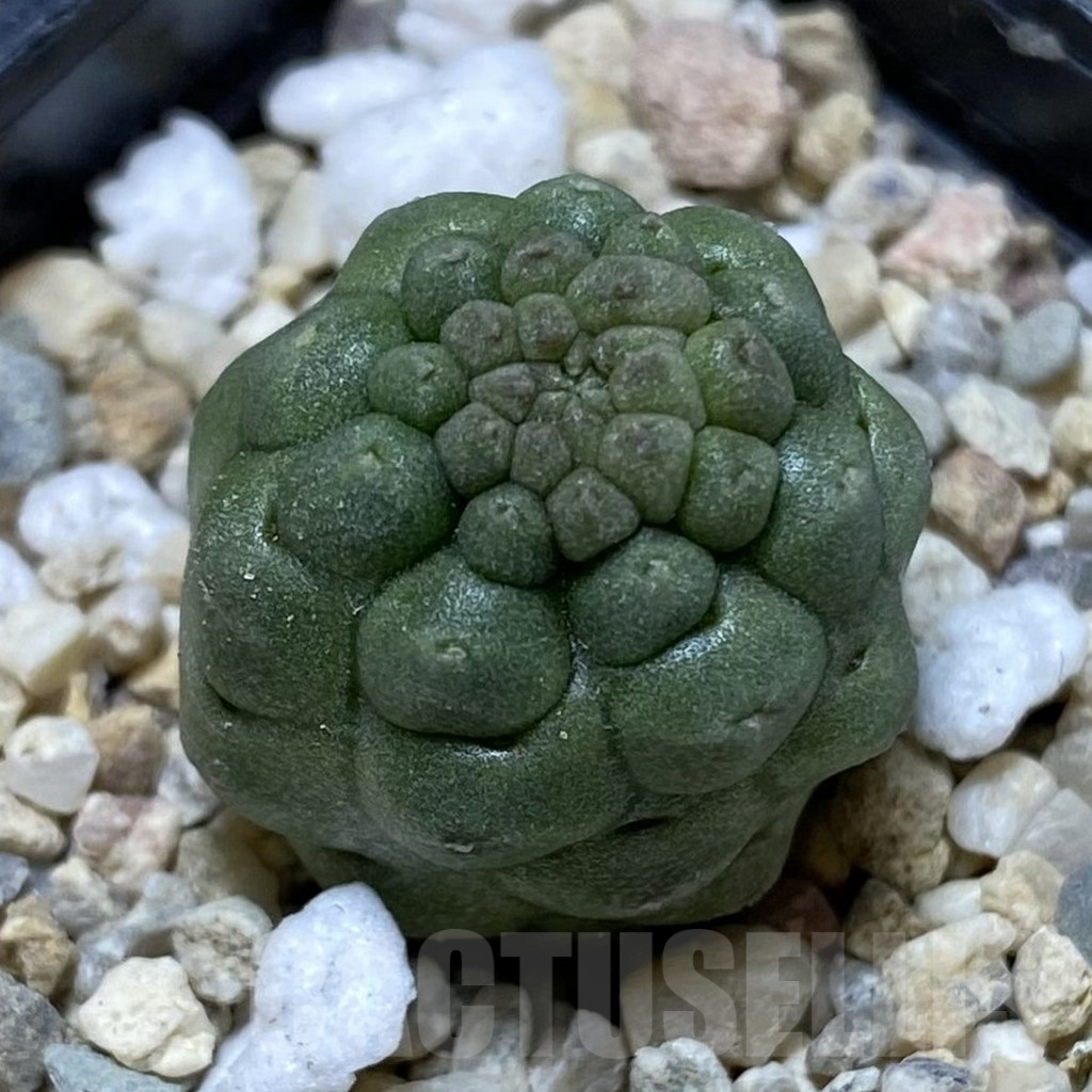 SHPR40109 Trichocaulon cactiformis