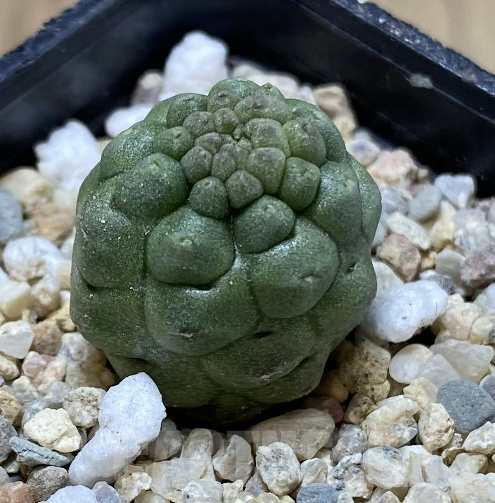 SHPR40109 Trichocaulon cactiformis - Image 2