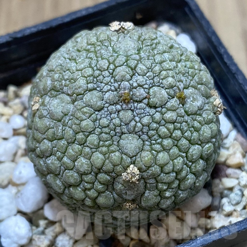 SHPR40111 Pseudolithos migiurtinus