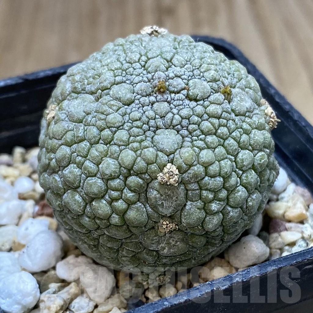 SHPR40111 Pseudolithos migiurtinus - Image 2