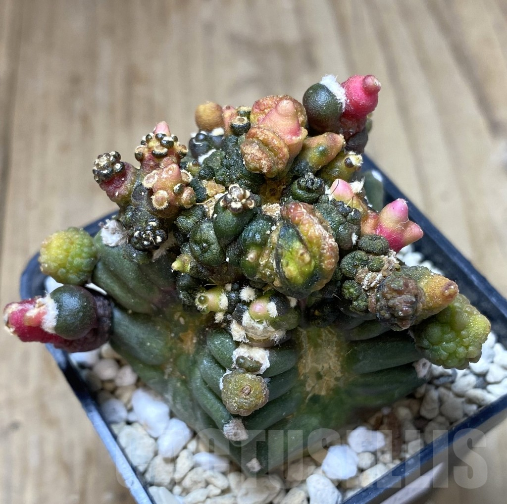 SHPR40066 Gymnocalycium mihanovichii ‘Transformer’