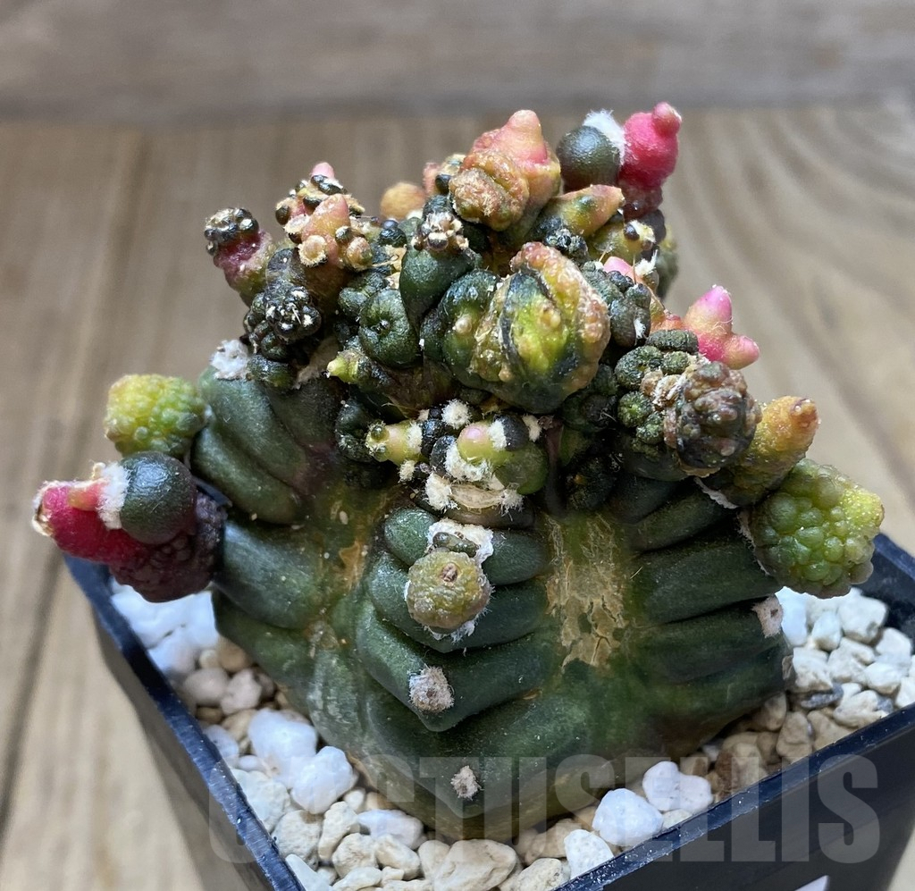 SHPR40066 Gymnocalycium mihanovichii ‘Transformer’ - Image 2