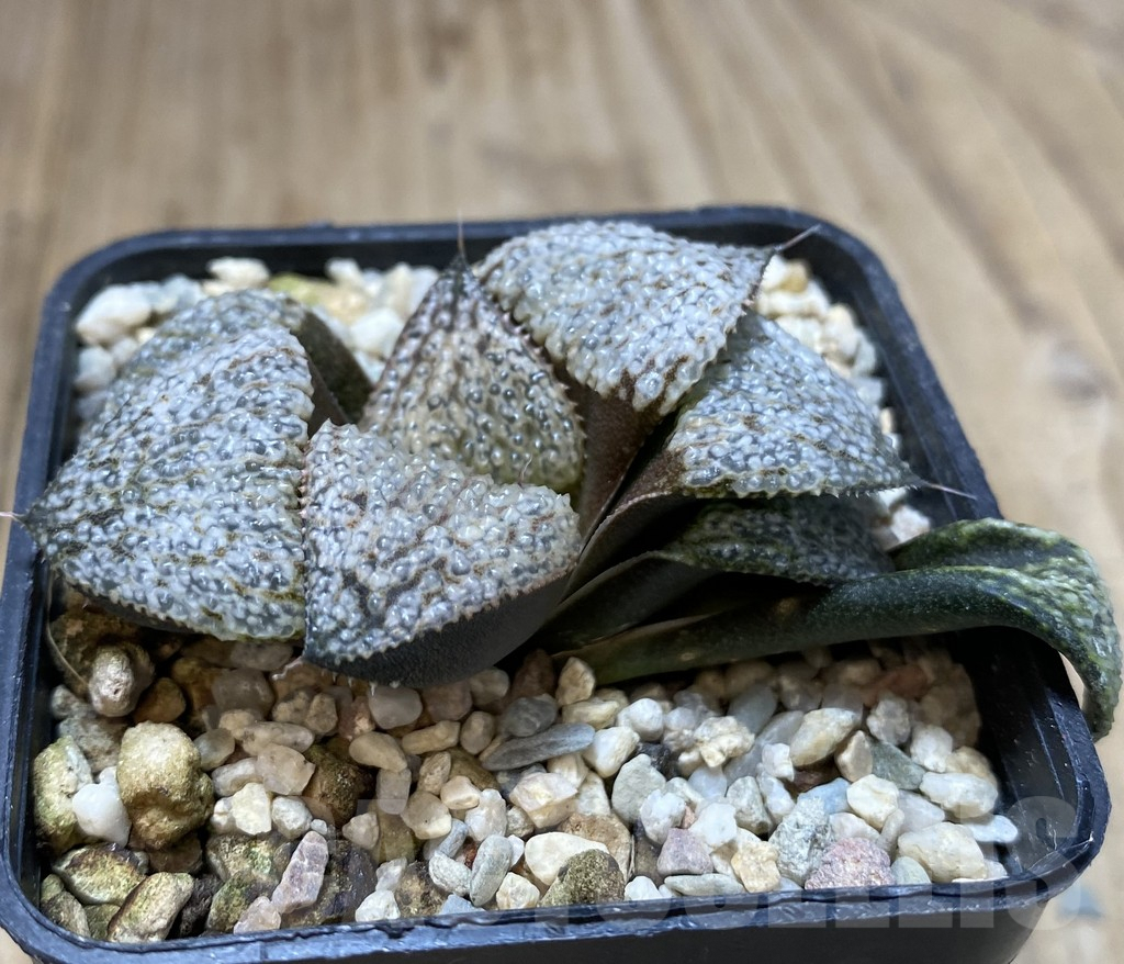 SHPR40116 Haworthia splendens GM452 - Image 2