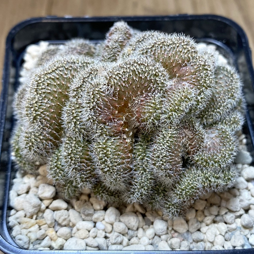 SHPR40238 Echinopsis sp. f. cristata