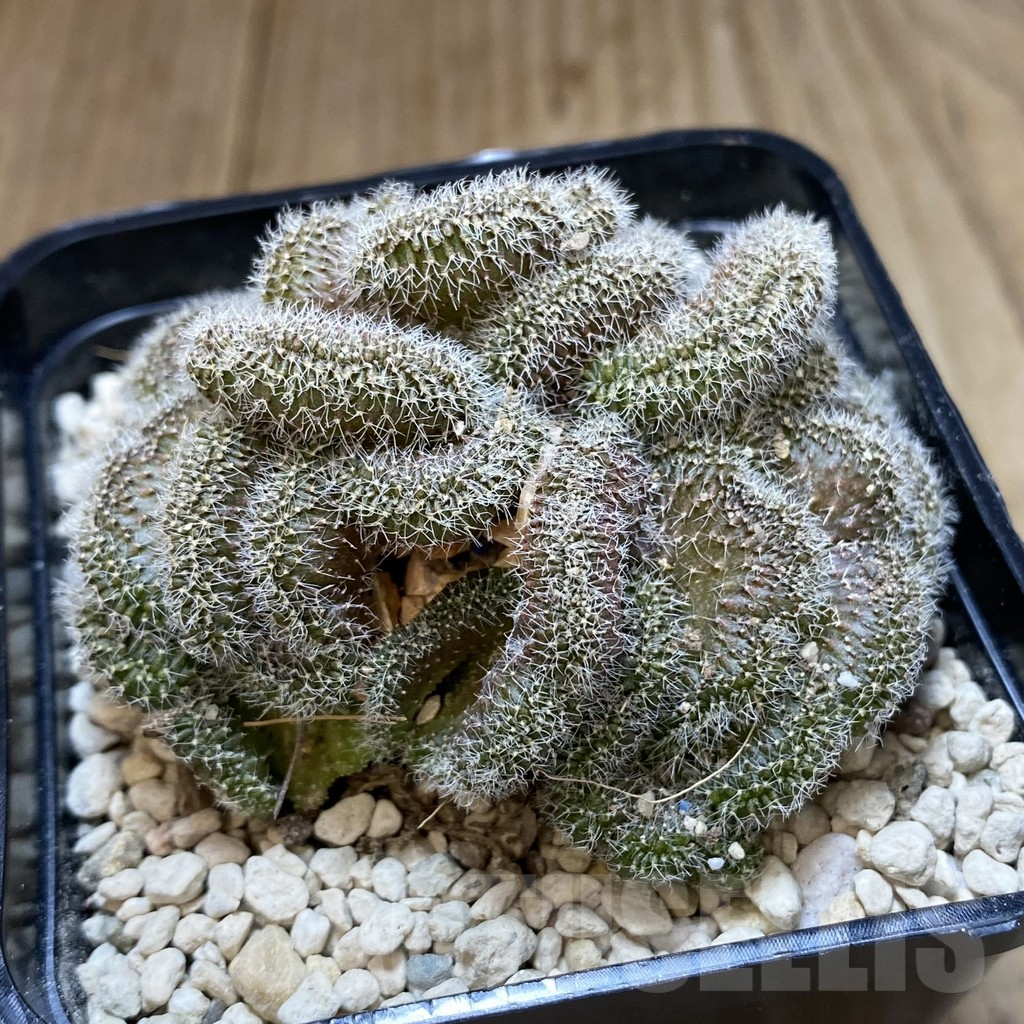 SHPR40238 Echinopsis sp. f. cristata - Image 2