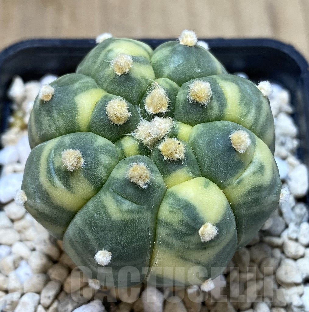 SH110 Astrophytum asterias ‘Kikko’ f. variegata