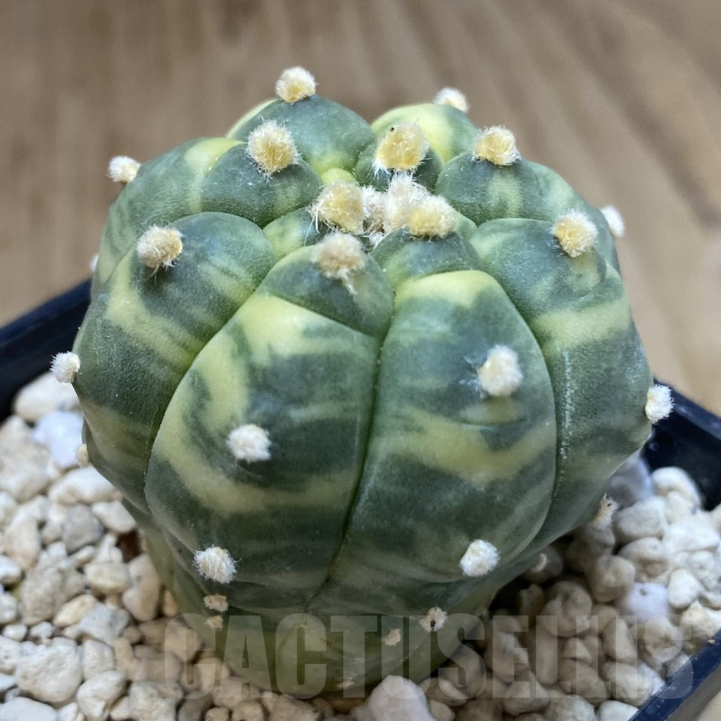SH110 Astrophytum asterias ‘Kikko’ f. variegata - Image 2