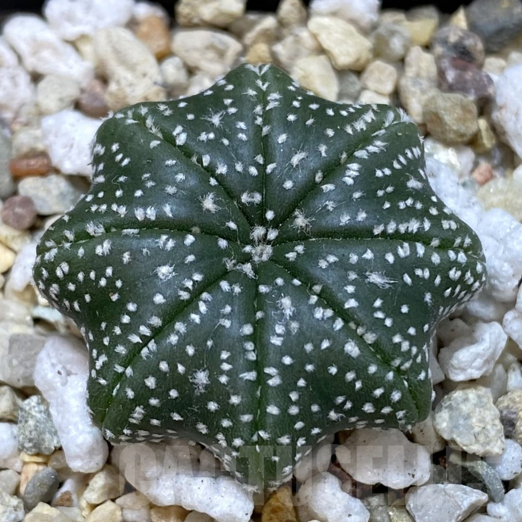 SH111 Astrophytum asterias ‘Star Shape’