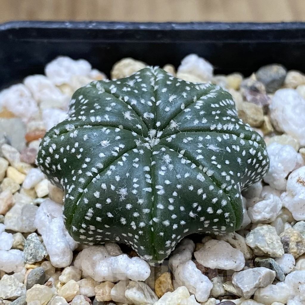 SH111 Astrophytum asterias ‘Star Shape’ - Image 2
