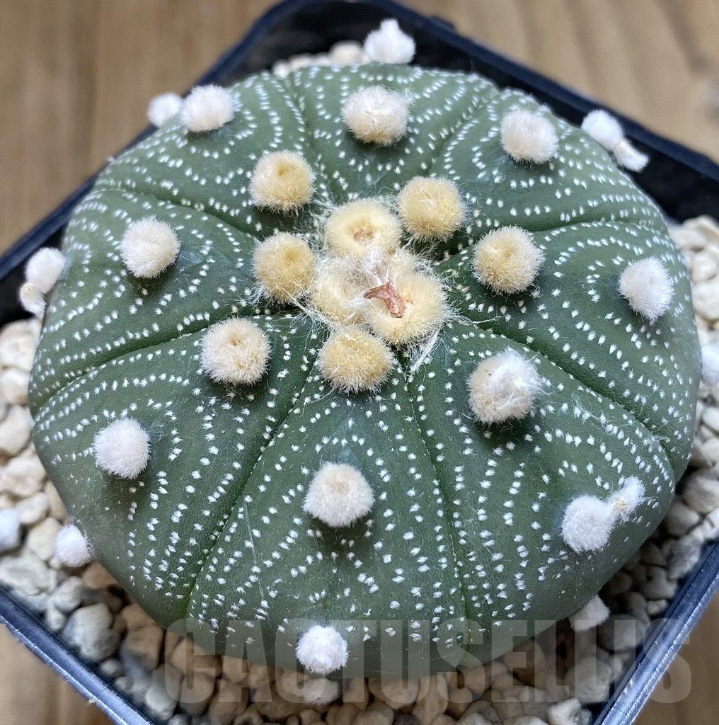 SHPR40244 Astrophytum asterias ‘Super Kabuto’ 'Akabana' clon 10 - Image 2