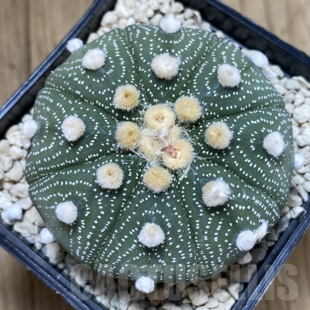 SHPR40244 Astrophytum asterias ‘Super Kabuto’ 'Akabana' clon 10 - Image 3