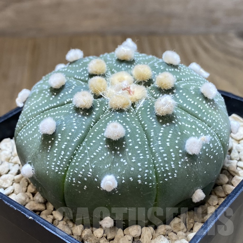 SHPR40244 Astrophytum asterias ‘Super Kabuto’ 'Akabana' clon 10 - Image 4