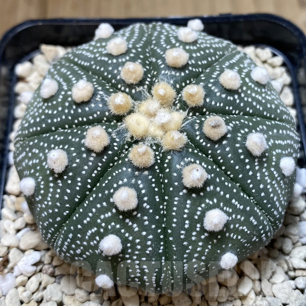 SH118 Astrophytum asterias ‘Super Kabuto’ ‘Shinshowa’ clon 23 - Image 3