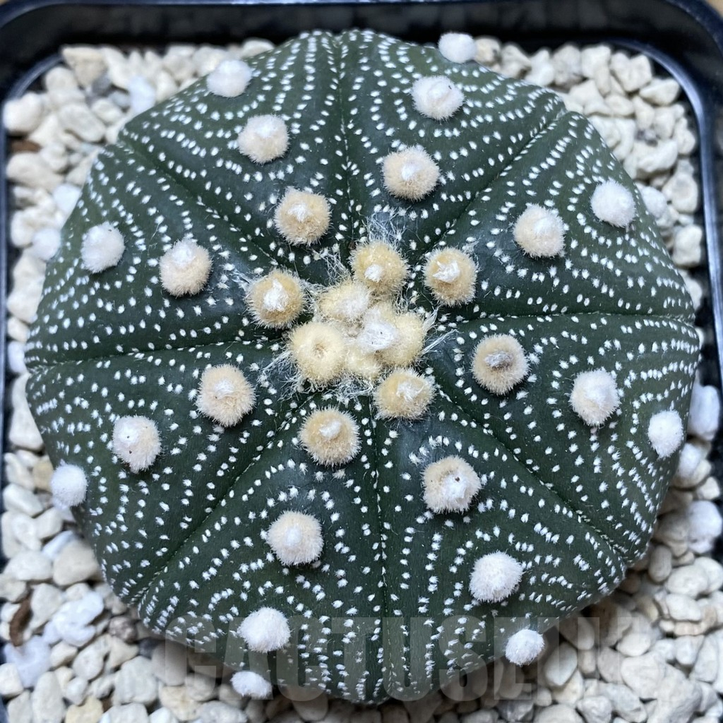 SH118 Astrophytum asterias ‘Super Kabuto’ ‘Shinshowa’ clon 23 - Image 4