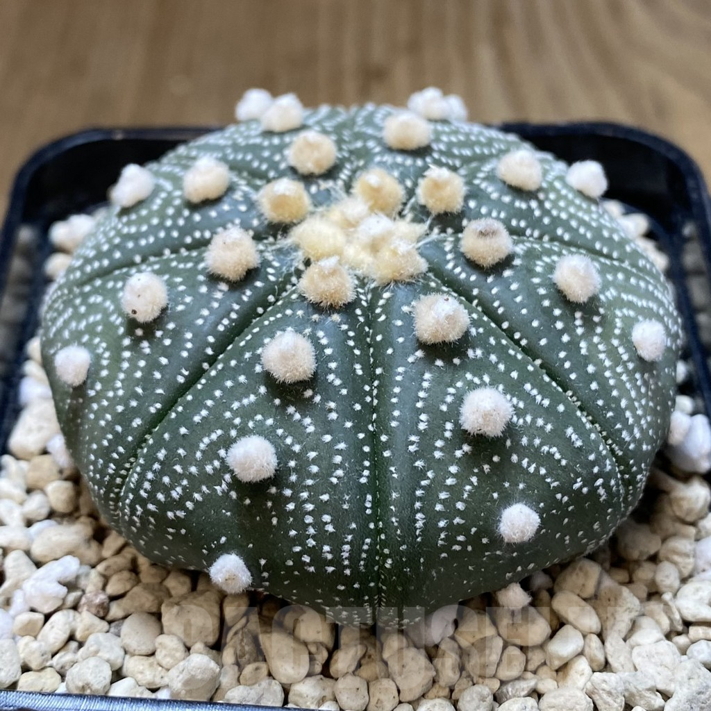 SH118 Astrophytum asterias ‘Super Kabuto’ ‘Shinshowa’ clon 23 - Image 5