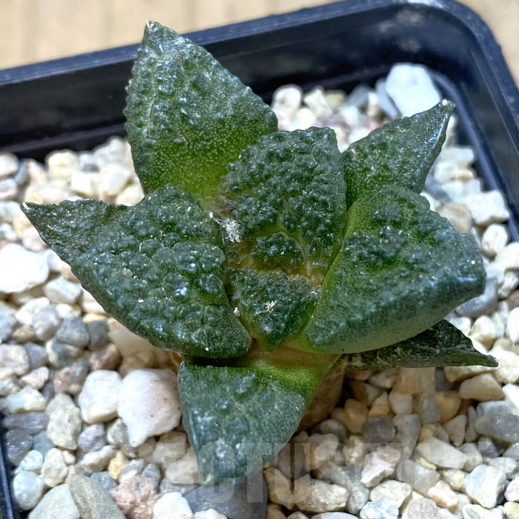 SHPR40209 Ariocarpus fissuratus 'Godzilla' hybrid, seedling