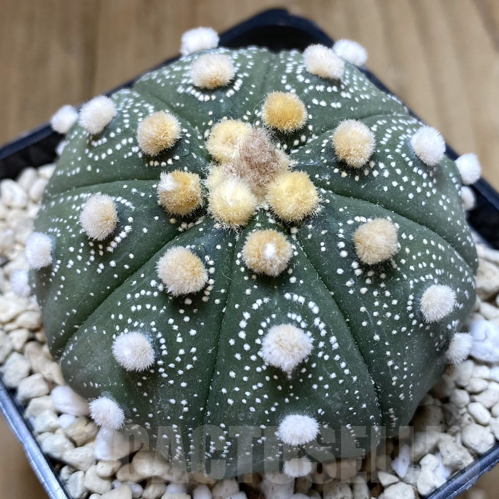 SHPR40249 Astrophytum asterias ‘Super Kabuto’ ‘Akabana’ clon 24 - Image 3