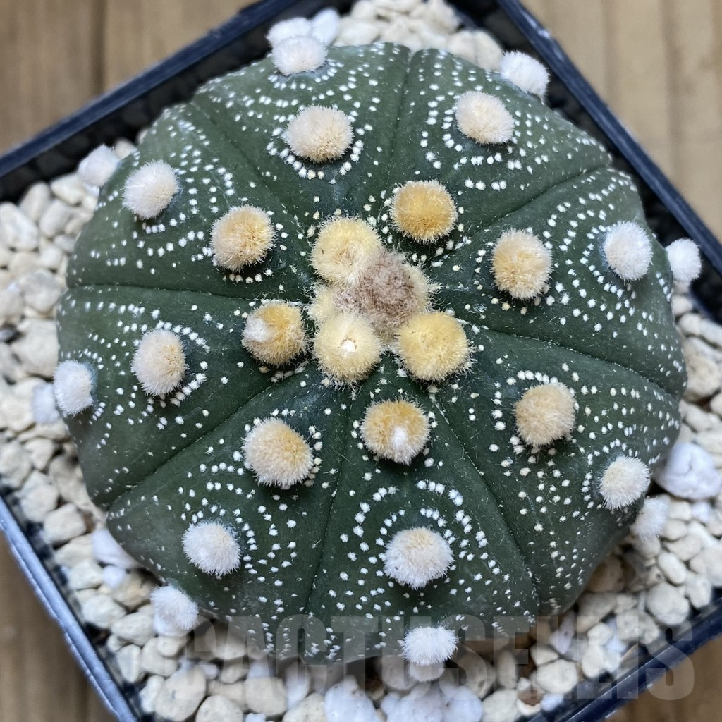 SHPR40249 Astrophytum asterias ‘Super Kabuto’ ‘Akabana’ clon 24 - Image 4