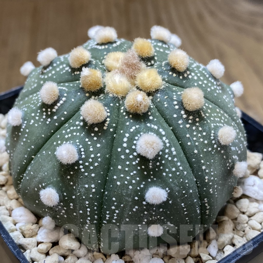 SHPR40249 Astrophytum asterias ‘Super Kabuto’ ‘Akabana’ clon 24 - Image 5