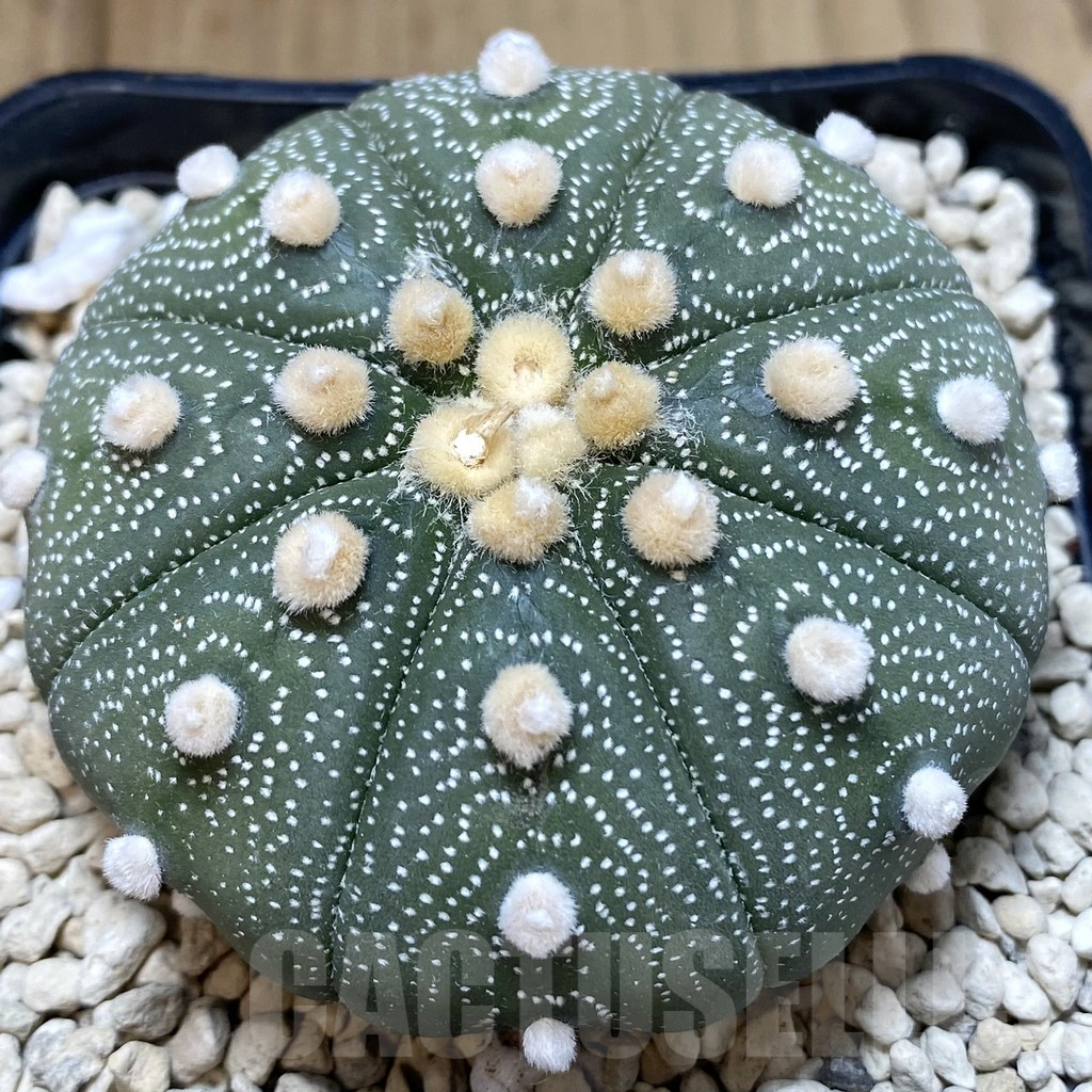 SH117 Astrophytum asterias ‘Super Kabuto’ ‘Akabana’ clon 25 - Image 3