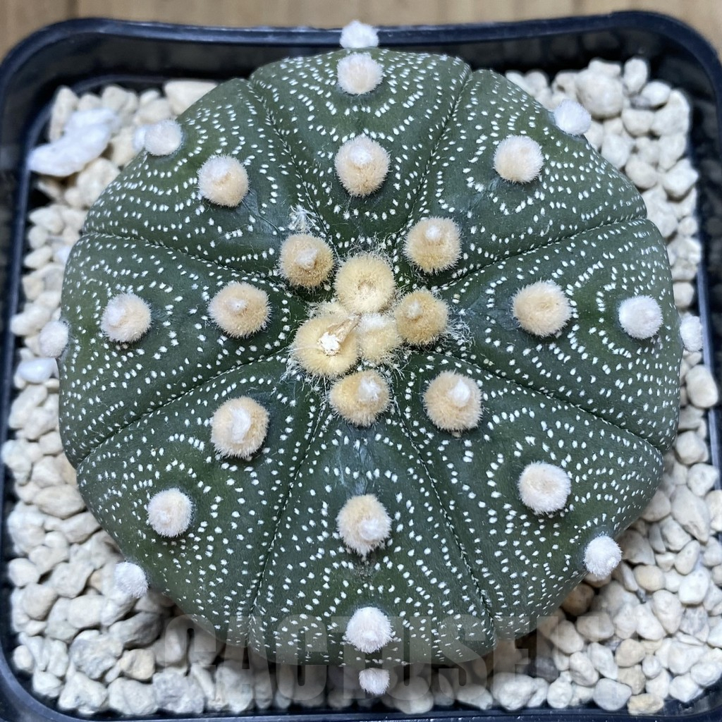 SH117 Astrophytum asterias ‘Super Kabuto’ ‘Akabana’ clon 25 - Image 4