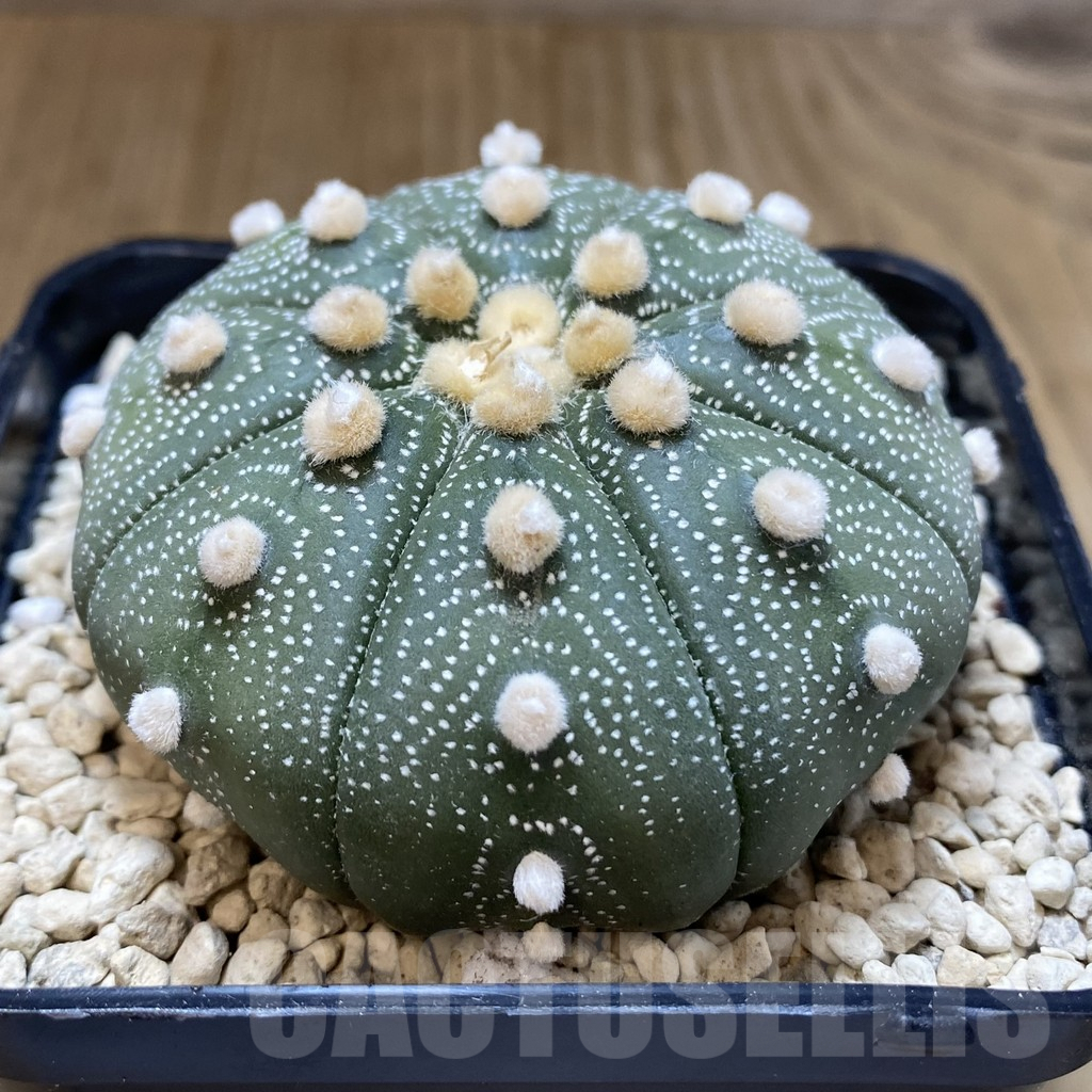 SH117 Astrophytum asterias ‘Super Kabuto’ ‘Akabana’ clon 25 - Image 5