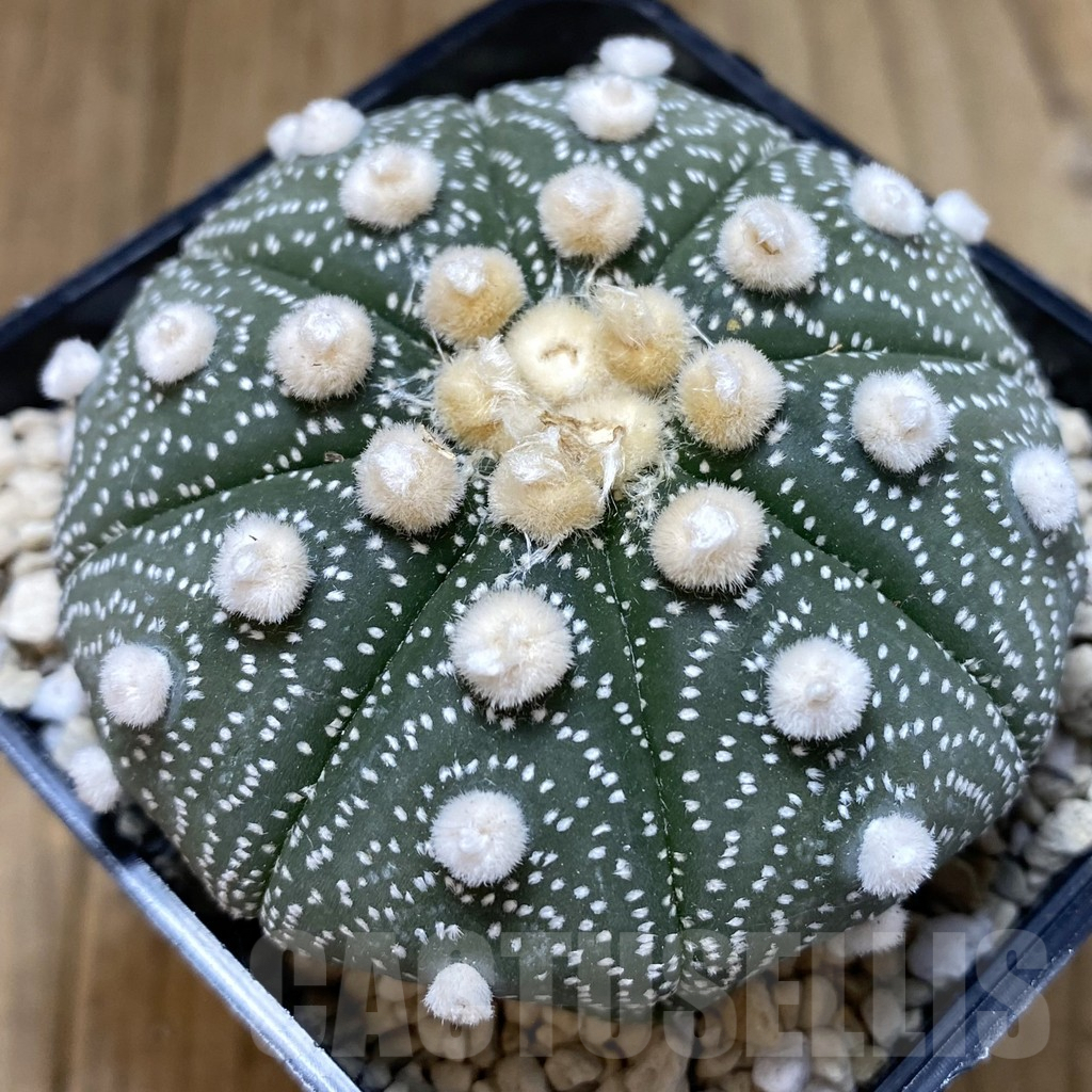 SHPR40251 Astrophytum asterias ‘Super Kabuto’ ‘Akabana’ clon 27 - Image 3