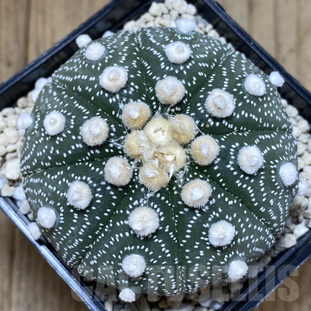 SHPR40251 Astrophytum asterias ‘Super Kabuto’ ‘Akabana’ clon 27 - Image 4