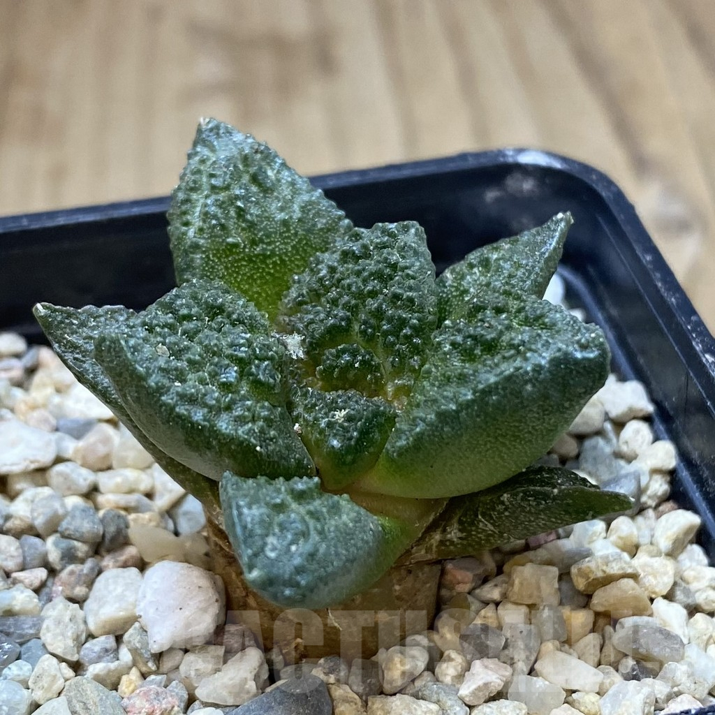 SHPR40209 Ariocarpus fissuratus 'Godzilla' hybrid, seedling - Image 2