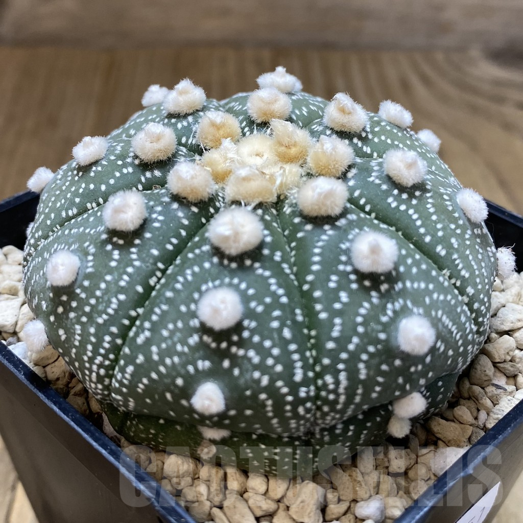 SHPR40251 Astrophytum asterias ‘Super Kabuto’ ‘Akabana’ clon 27 - Image 5