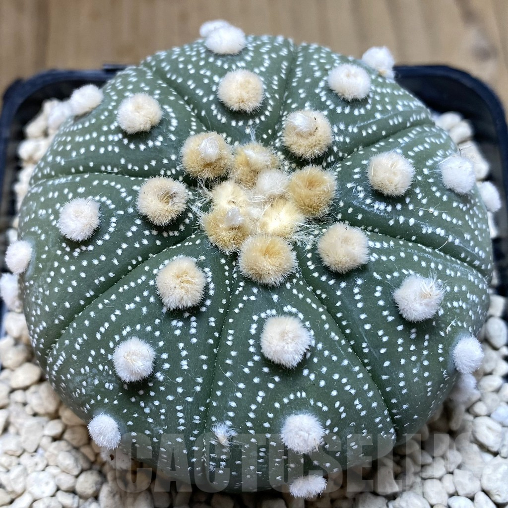 SHPR40252 Astrophytum asterias ‘Super Kabuto’ ‘Akabana’ clon 18 - Image 3