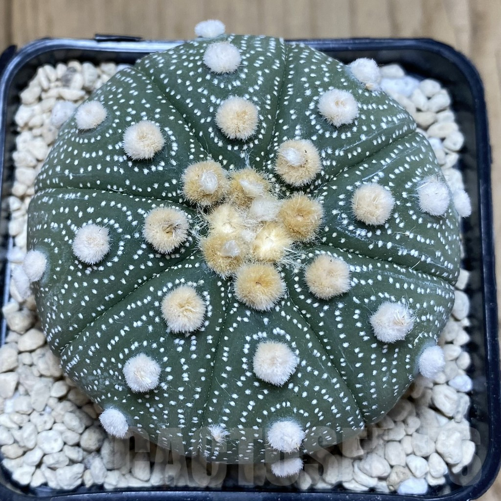 SHPR40252 Astrophytum asterias ‘Super Kabuto’ ‘Akabana’ clon 18 - Image 4