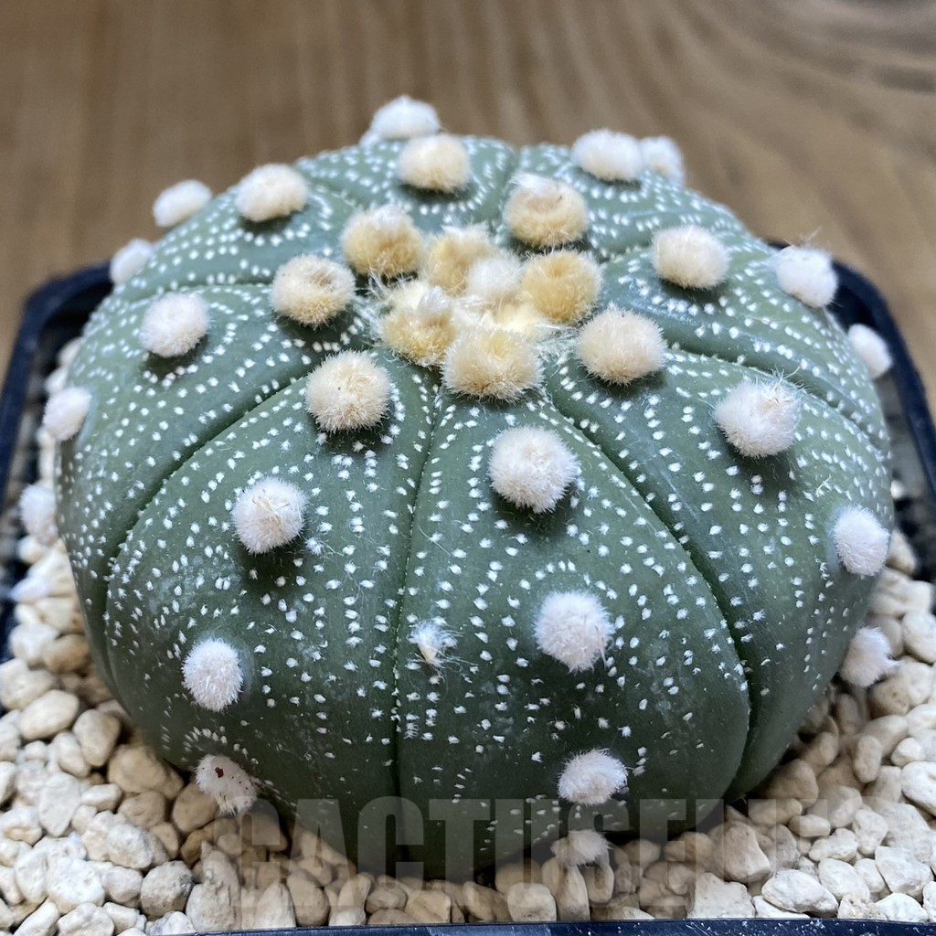 SHPR40252 Astrophytum asterias ‘Super Kabuto’ ‘Akabana’ clon 18 - Image 5