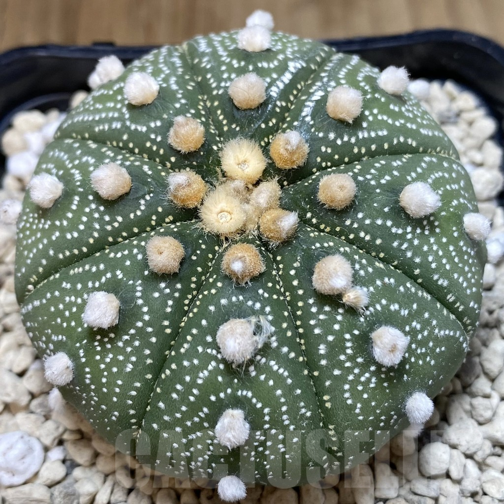 SHPR40254 Astrophytum asterias ‘Super Kabuto’ ‘Akabana’ clon 20 - Image 3