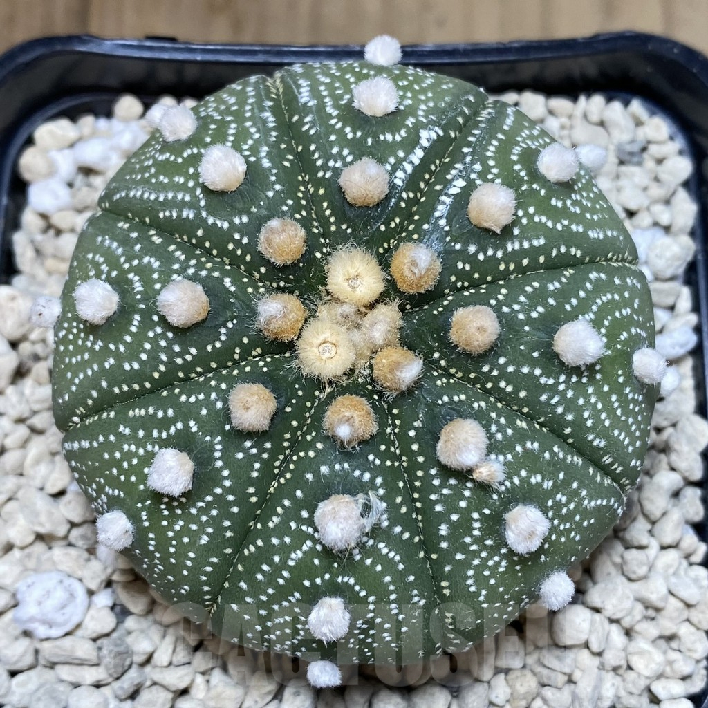 SHPR40254 Astrophytum asterias ‘Super Kabuto’ ‘Akabana’ clon 20 - Image 4