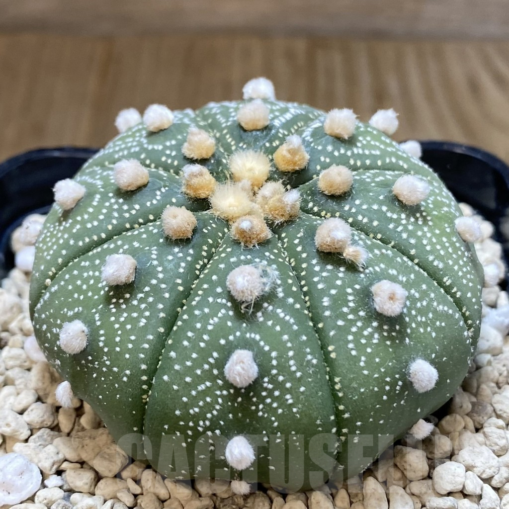 SHPR40254 Astrophytum asterias ‘Super Kabuto’ ‘Akabana’ clon 20 - Image 5