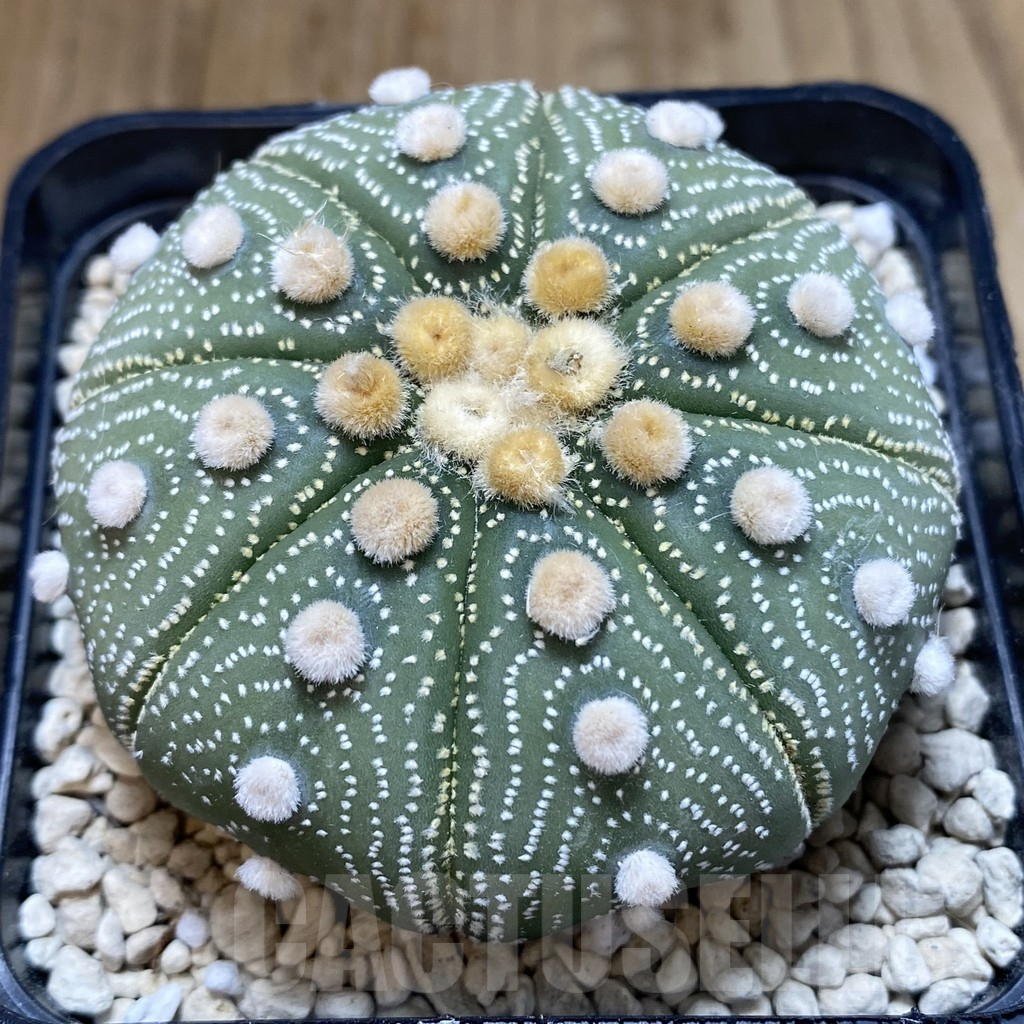 SHPR40256 Astrophytum asterias ‘Super Kabuto’ ‘Akabana’ clon 12 - Image 3
