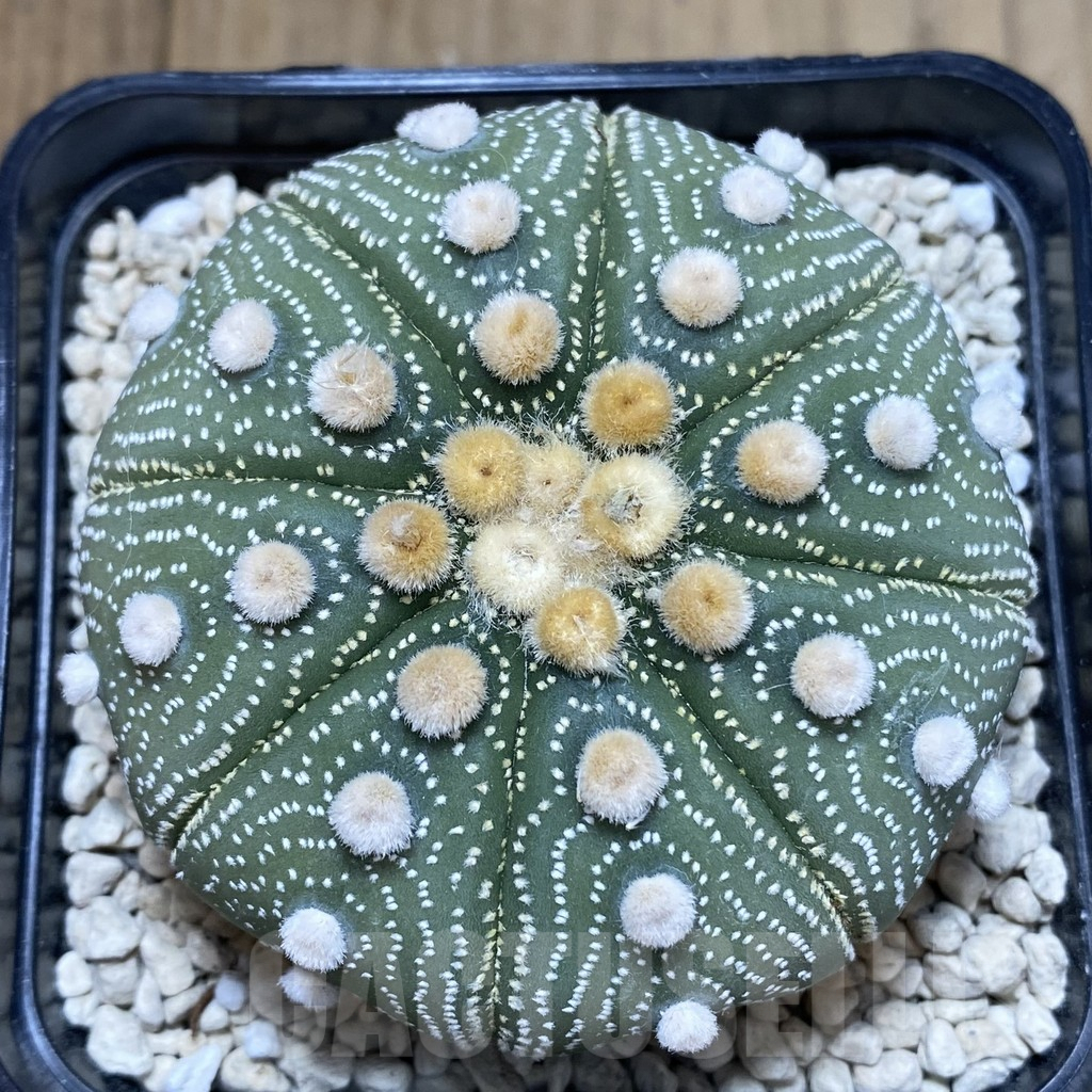 SHPR40256 Astrophytum asterias ‘Super Kabuto’ ‘Akabana’ clon 12 - Image 4