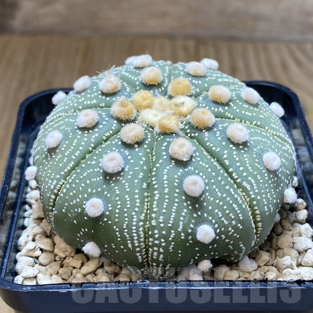 SHPR40256 Astrophytum asterias ‘Super Kabuto’ ‘Akabana’ clon 12 - Image 5