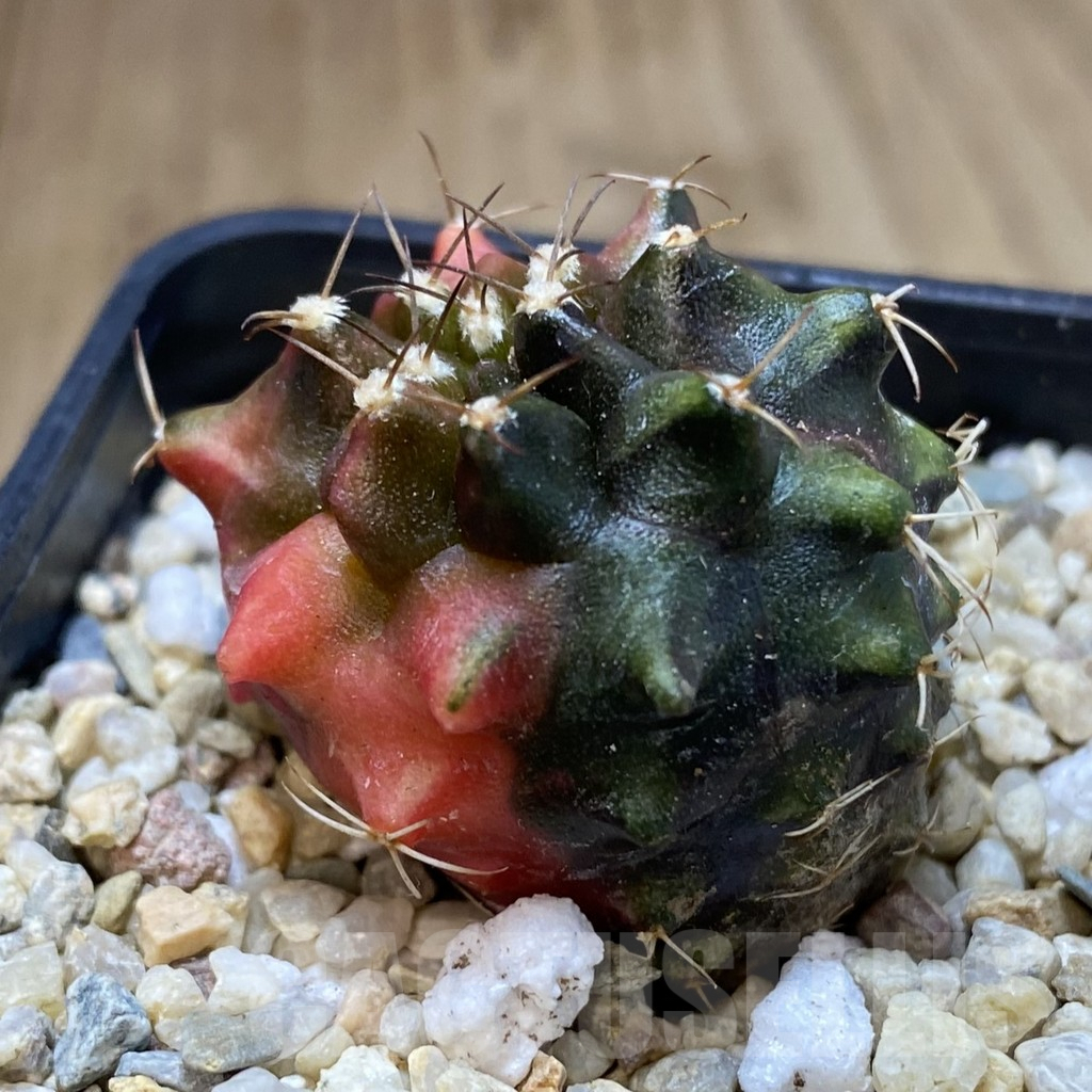 SH100 Gymnocalycium mihanovichii ‘Transformer’ f. variegata hybrid, seedling - Image 2