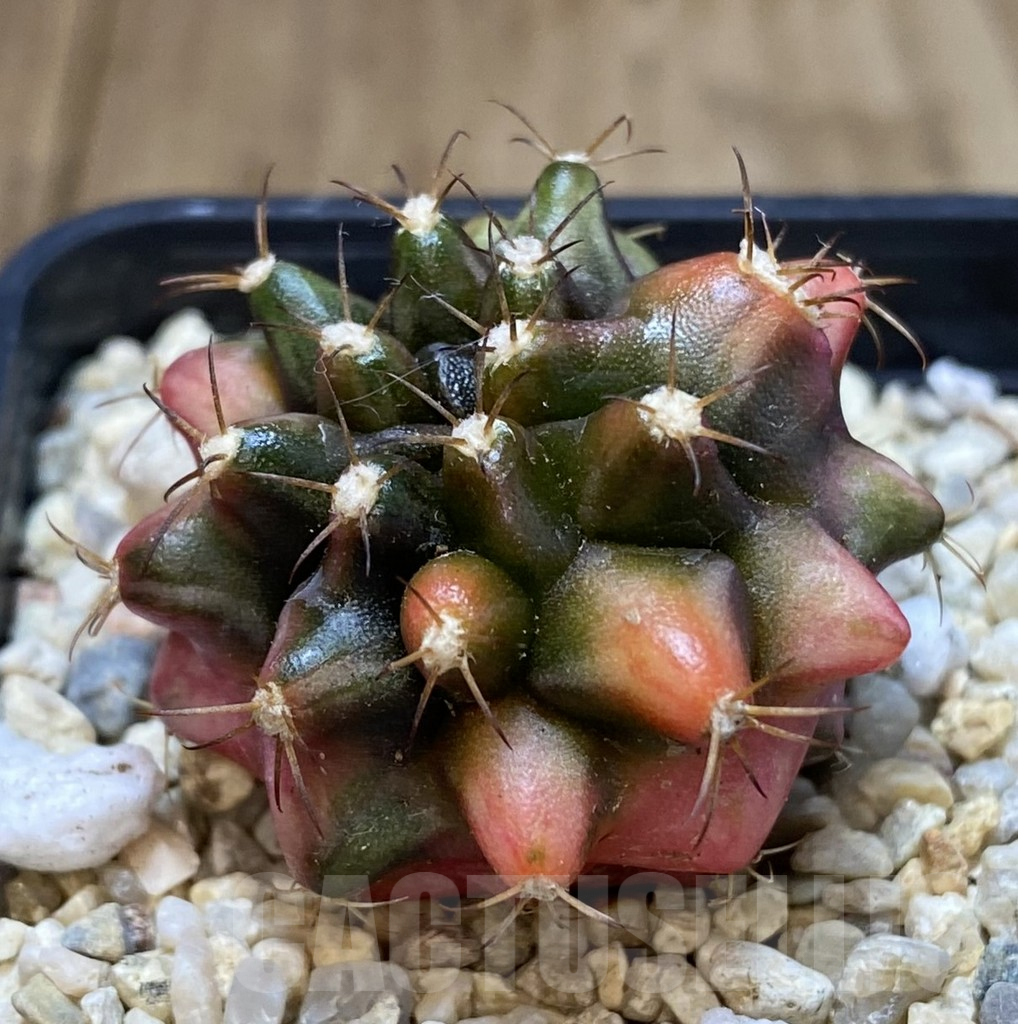 SH103 Gymnocalycium mihanovichii ‘Transformer’ f. variegata hybrid, seedling - Image 2
