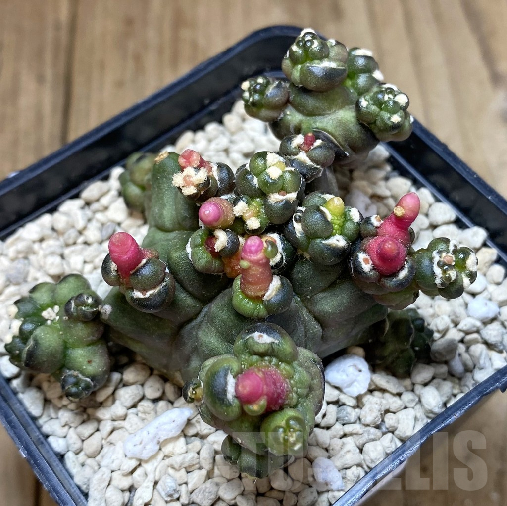 SHPR40236 Gymnocalycium mihanovichii ‘Transformer’