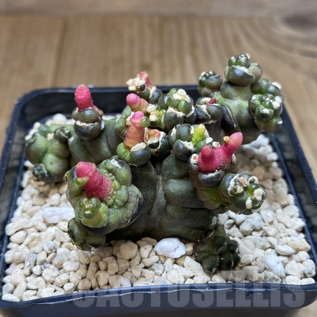 SHPR40236 Gymnocalycium mihanovichii ‘Transformer’ - Image 2