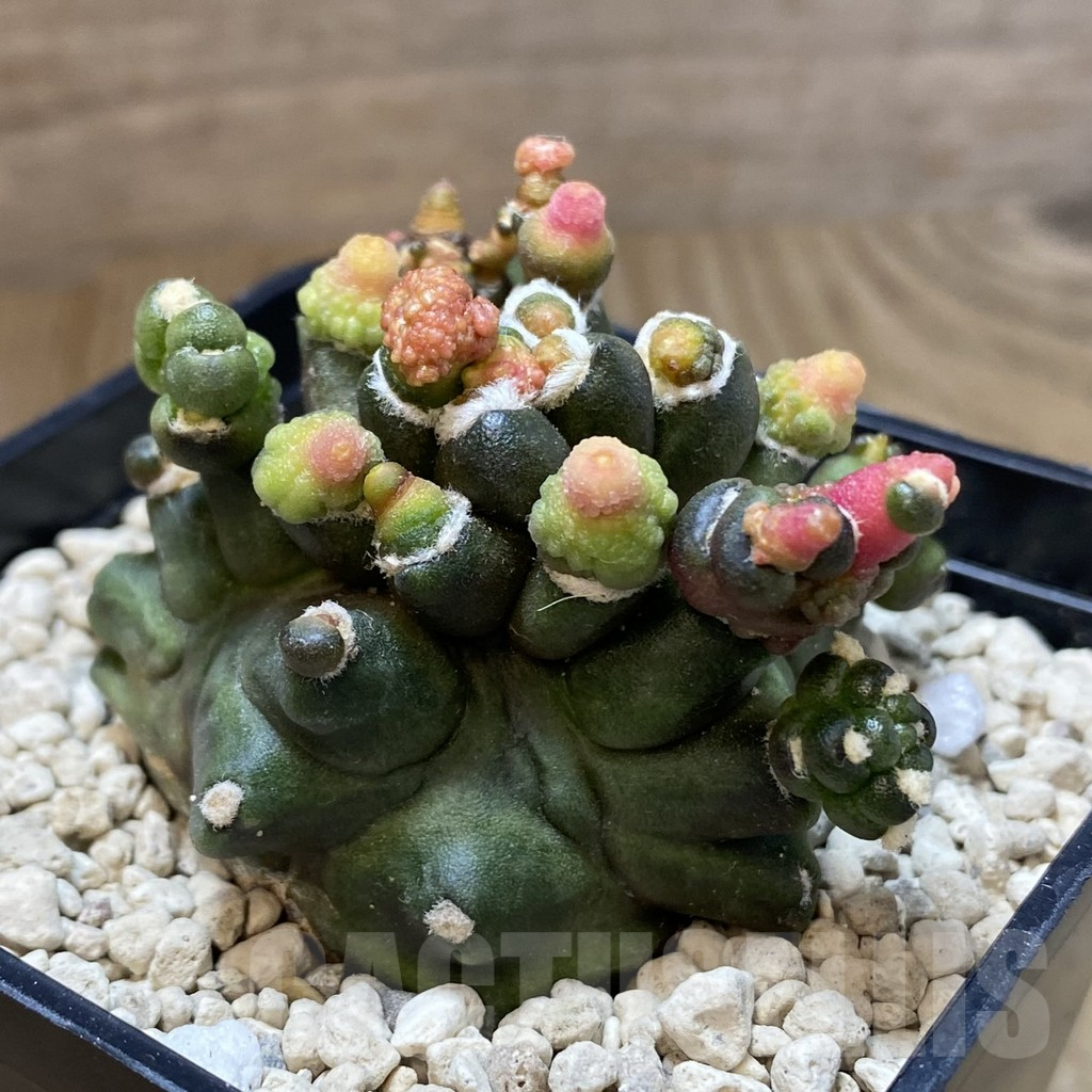 SHPR40329 Gymnocalycium mihanovichii ‘Transformer’ - Image 2