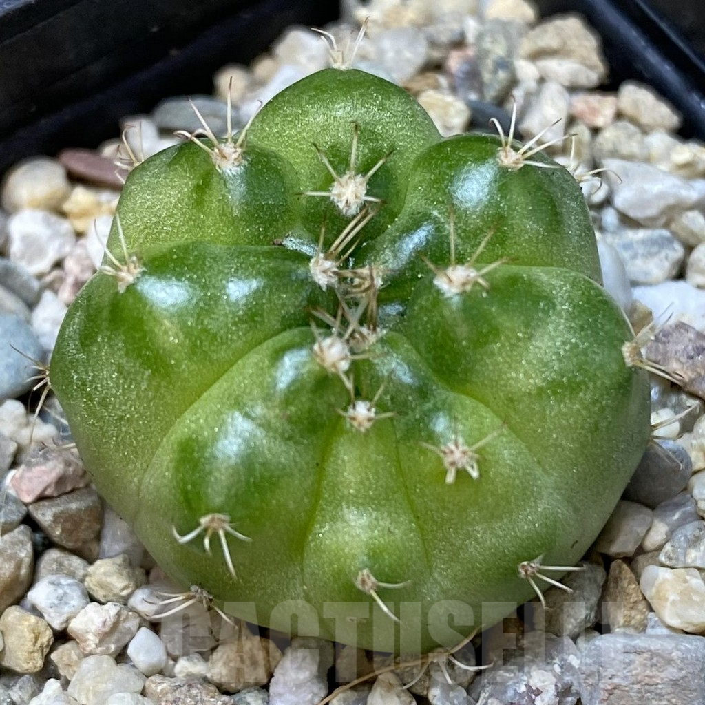 SH260 Gymnocalycium mihanovichii ‘Green Marble’