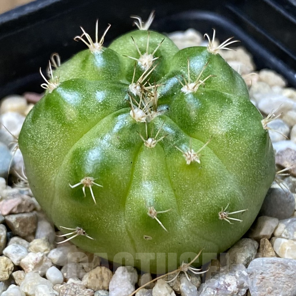 SH260 Gymnocalycium mihanovichii ‘Green Marble’ - Image 2