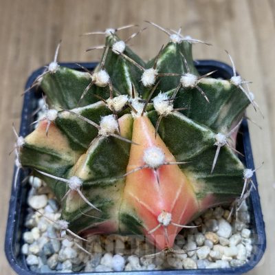 SH263 Gymnocalycium friedrichii LB f. variegata seedling