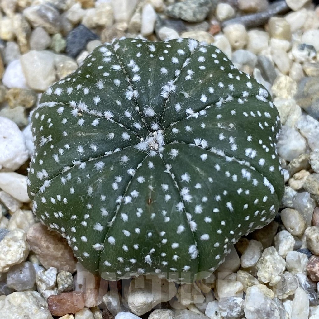 SH267 Astrophytum asterias ‘Star Shape’