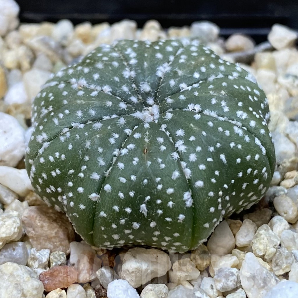 SH267 Astrophytum asterias ‘Star Shape’ - Image 2